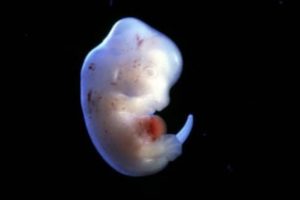 Pemerintah Jepang Setujui Eksperimen Embrio Manusia-Hewan Pertama di Dunia