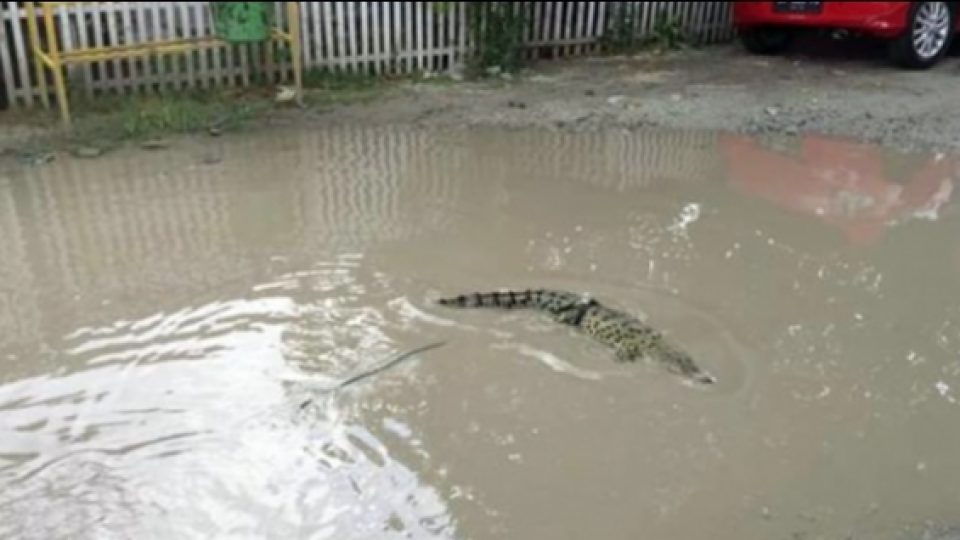 Seorang Warga Melepas Buaya di Jalan Berlubang Karena Kesal 10 Tahun Jalan Tak Kunjung Diperbaiki