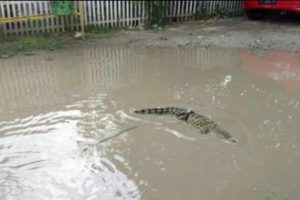 Seorang Warga Melepas Buaya di Jalan Berlubang Karena Kesal 10 Tahun Jalan Tak Kunjung Diperbaiki
