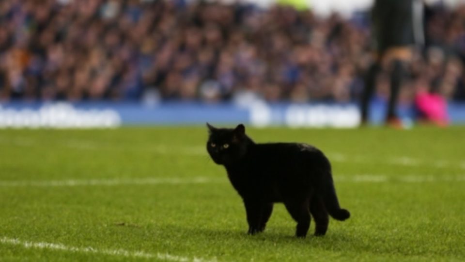 Seekor Kucing Hitam Membuat Pertandingan Everton Melawan Wolverhampton Wanderers Dihentikan Sementara
