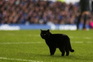 Seekor Kucing Hitam Membuat Pertandingan Everton Melawan Wolverhampton Wanderers Dihentikan Sementara