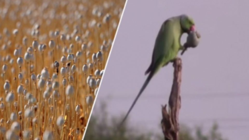 Kecanduan Opium, Kawanan Burung Beo Jarah Ladang Opium Milik Petani di India