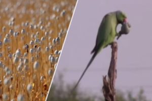Kecanduan Opium, Kawanan Burung Beo Jarah Ladang Opium Milik Petani di India