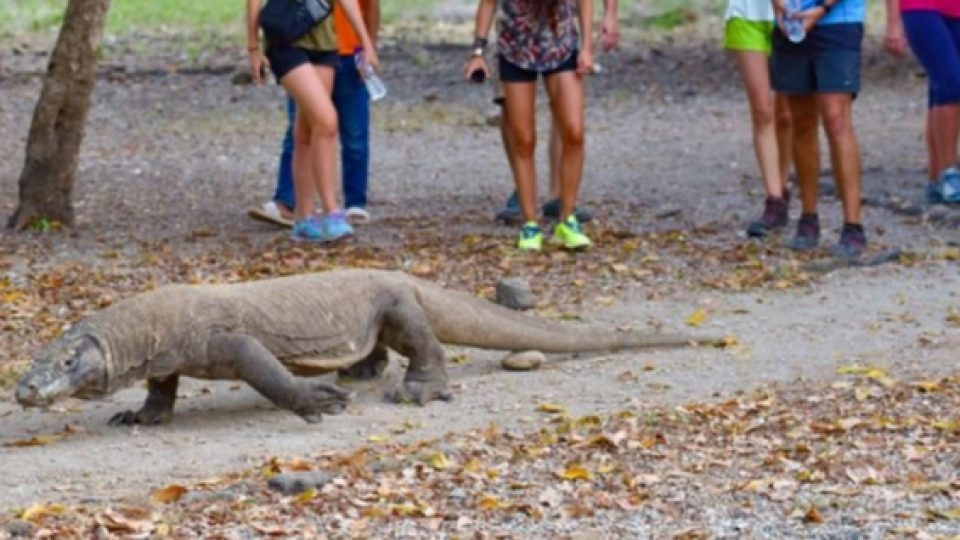 Wisata Pulau Komodo Akan Terapkan Sistem Kartu Anggota Tahunan Seharga Rp 14 Juta