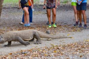 Wisata Pulau Komodo Akan Terapkan Sistem Kartu Anggota Tahunan Seharga Rp 14 Juta