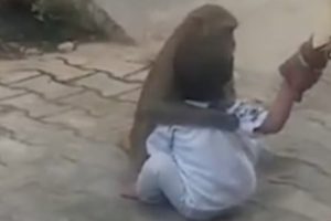 Seekor Kera Menculik Balita Untuk Diajak Bermain