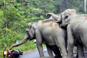 Gara-Gara Suara Knalpot Motor, Kawanan Gajah Serbu Pengendara Motor