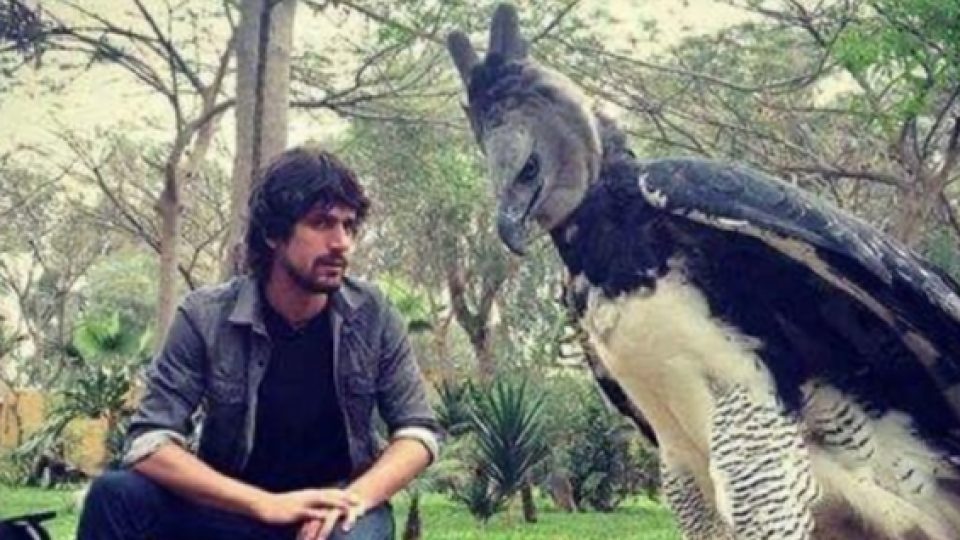 Perkenalkan Elang Harpy, Burung Raksasa yang Anggun nan Elegan