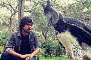 Perkenalkan Elang Harpy, Burung Raksasa yang Anggun nan Elegan