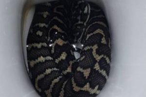 Seorang Wanita Digigit Ular yang Bersembunyi di dalam Toilet