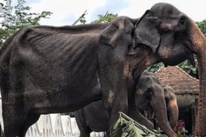 Kondisi Gajah yang Menyedihkan Akibat Dipaksa Bekerja di Festival di Sri Lanka Selama Bertahun-tahun