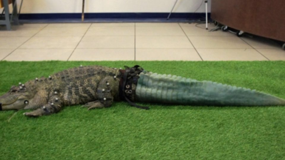 Tak Punya Ekor, Alligator Ini Dibuatkan Ekor Buatan Dengan Teknik Printer 3D