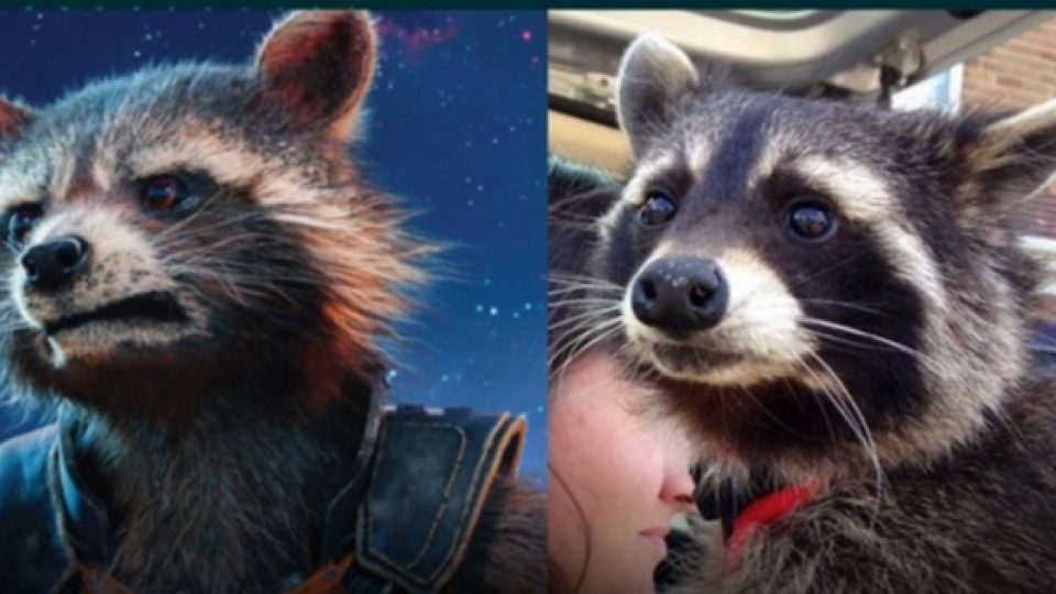 Rakun Yang Menjadi Model Nyata Untuk Karakter Rocket Raccoon Telah Meninggal
