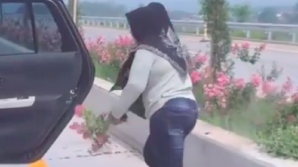 Viral Seorang Ibu-ibu Nekat Curi Tanaman di Pinggir Jalan Tol Singosari, Malang