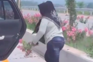 Viral Seorang Ibu-ibu Nekat Curi Tanaman di Pinggir Jalan Tol Singosari, Malang