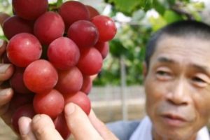 Buah Anggur Termahal di Dunia, Seikat Rp 155 Juta