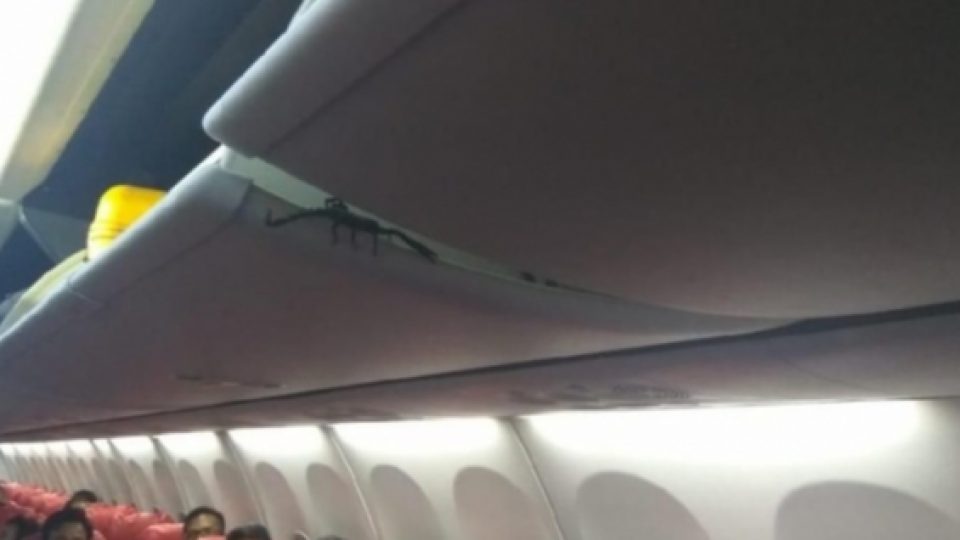 Seekor Kalajengking Terlihat Merayap di Kabin Pesawat Lion Air!