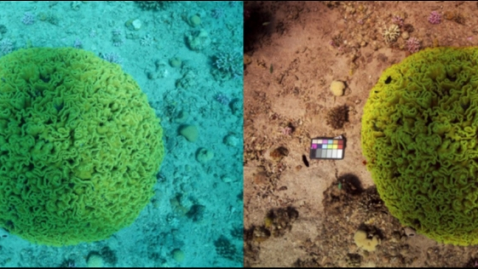 Teknologi AI Terbaru Mampu Membuat Foto Dalam Laut Seolah Diambil di Daratan Kering