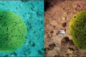 Teknologi AI Terbaru Mampu Membuat Foto Dalam Laut Seolah Diambil di Daratan Kering