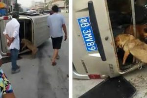 Anjingnya Dicuri, Pemiliknya Langsung Mengejar Si Pencuri Dengan Membawa Golok