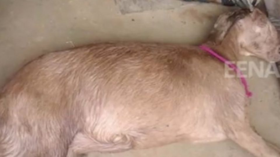 Seekor Kambing Yang Tengah Hamil Tewas Setelah Di-"Gang Bang" Oleh 8 Pria di India