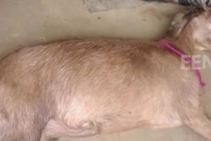 Seekor Kambing Yang Tengah Hamil Tewas Setelah Di-"Gang Bang" Oleh 8 Pria di India