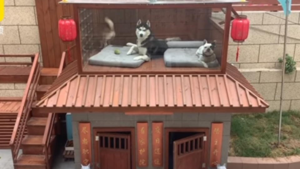 Seorang Pria China Bangun Rumah Mewah Dengan Berbagai Fasilitas Untuk Anjing-anjing Peliharaannya