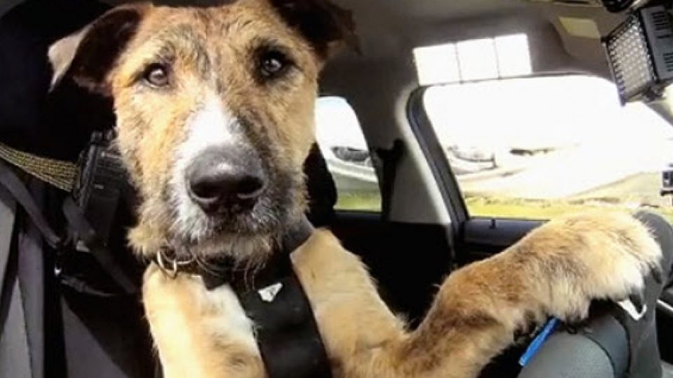Porter, Si Anjing Lucu yang Mampu Mengendarai Mobil!