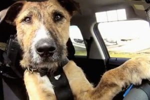 Porter, Si Anjing Lucu yang Mampu Mengendarai Mobil!