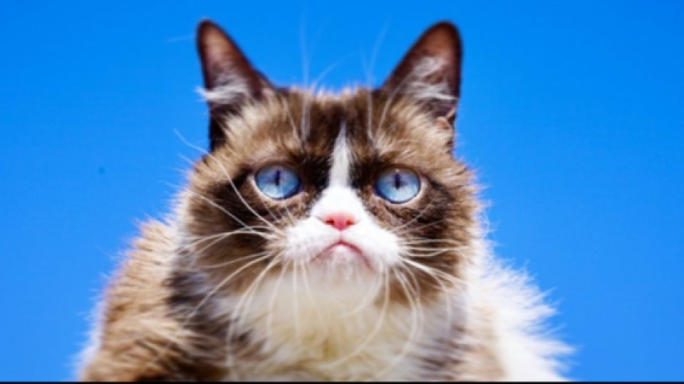 Grumpy Cat, Kucing Ikonik yang Jadi Sensasi Internet, Mati di Usia 7 Tahun
