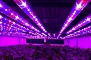 Bercocok Tanam Tanpa Tanah, Tanpa Sinar Matahari?