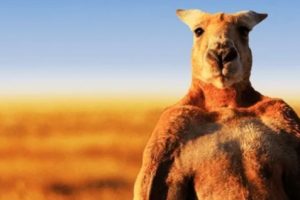 Roger, Kangguru yang Terkenal karena Kekar Berotot itu Meninggal di Usia 12 Tahun 