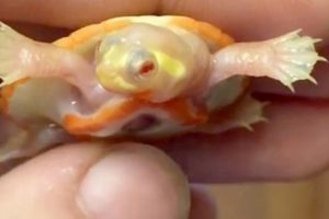 Seekor Bayi Penyu Albino dengan Jantung di Luar Tubuhnya Mampu Bertahan Hidup & Menginspirasi Banyak Orang