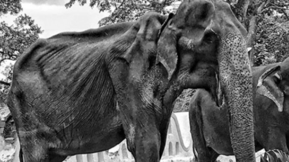 Tikiri, Gajah Kurus Kering yang Sempat Viral Kini Telah Mati