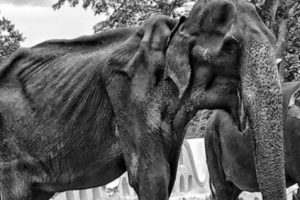 Tikiri, Gajah Kurus Kering yang Sempat Viral Kini Telah Mati