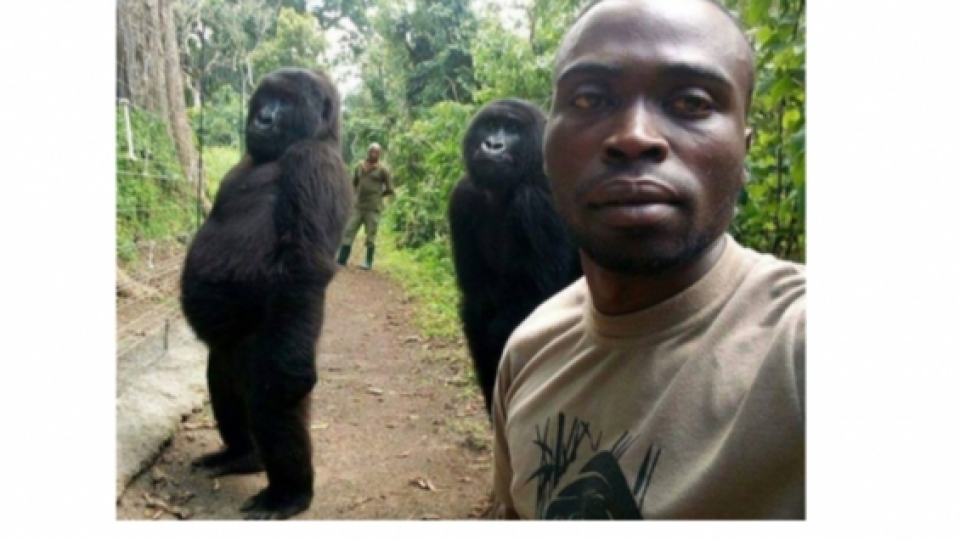 Viral Dua Gorila yang Berpose Selifie Dengan Penjaga Hutan