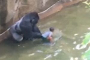 Di Ohio Gorila Berusia 17 Tahun Ditembak Mati 