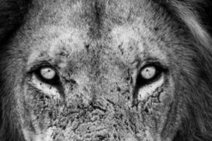 Robert Irwin, Putra Almarhum Steve Irwin yang Berusia 14 tahun dengan Bakat Fotografi Memukau