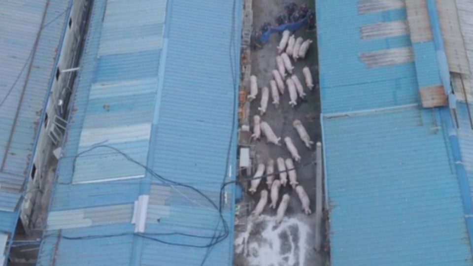 Korea Selatan Kerahkan Penembak Jitu dan Drone Untuk Musnahkan Babi-Babi yang Terjangkit ASF Dari Korea Utara