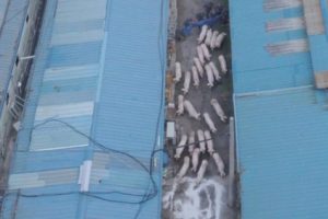 Korea Selatan Kerahkan Penembak Jitu dan Drone Untuk Musnahkan Babi-Babi yang Terjangkit ASF Dari Korea Utara