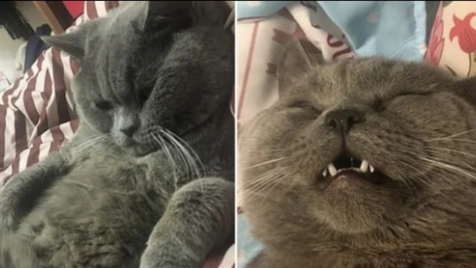 Kucing Jantan Ini Butuh Suntikan Glukosa Setelah Kelelahan Akibat Menggagahi Setidaknya Lima Kucing Betina Dalam Semalam