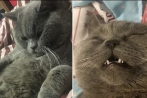 Kucing Jantan Ini Butuh Suntikan Glukosa Setelah Kelelahan Akibat Menggagahi Setidaknya Lima Kucing Betina Dalam Semalam