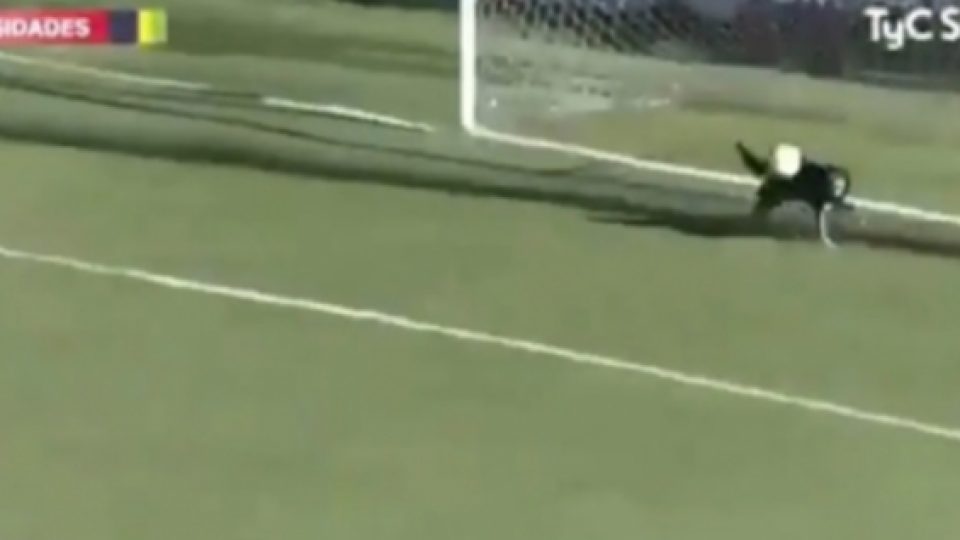 Seekor Anjing Menyelamatkan Gawang dari Kebobolan dalam Sebuah Pertandingan Sepakbola di Argentina