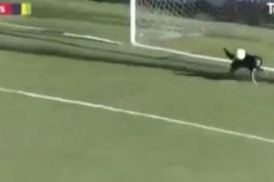 Seekor Anjing Menyelamatkan Gawang dari Kebobolan dalam Sebuah Pertandingan Sepakbola di Argentina