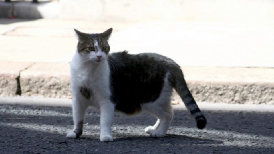 Heboh Video Pria Makan Kucing Hidup-Hidup di Kemayoran, Polisi Kerahkan Personel Buru Pria Tersebut