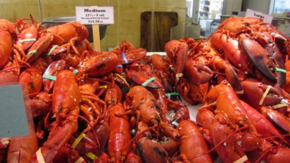 Seekor Lobster Transparan Tak Sengaja Tertangkap Nelayan