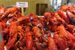 Seekor Lobster Transparan Tak Sengaja Tertangkap Nelayan