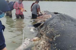 Bangkai Seekor Paus Sperma Dengan Perut Berisi Sampah Plastik Ditemukan Terdampar di Sulawesi