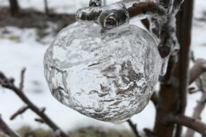 Fenomena Cuaca Dingin di AS Hasilkan 'Ghost Apple' Atau Apel Hantu yang Indah
