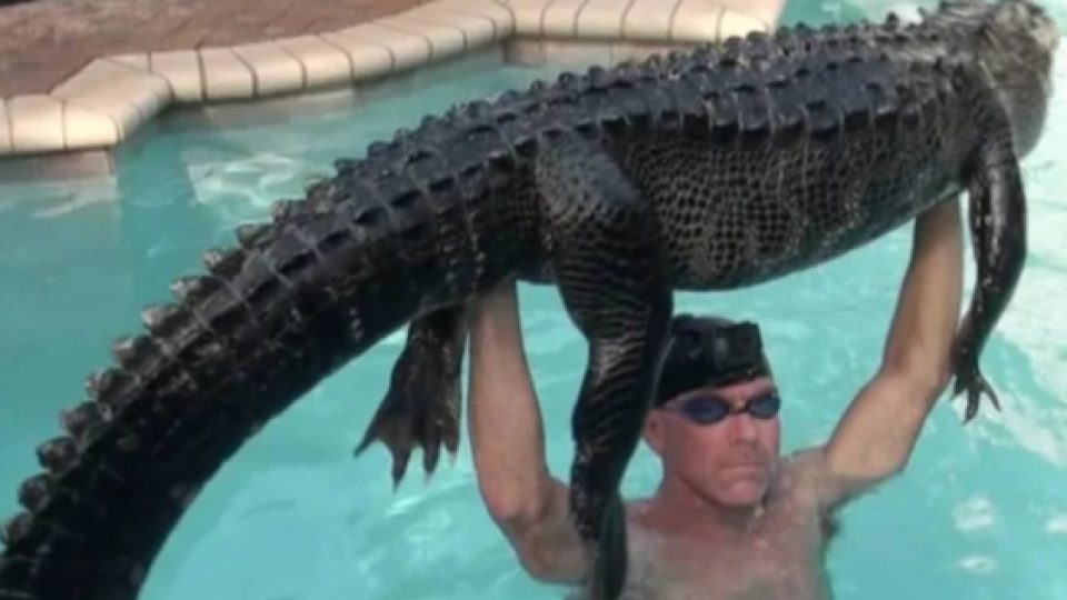 Pria Florida Bergulat dengan Aligator di Sebuah Kolam Renang dan Menang